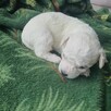 Szczeniak Bichon Frise - 6