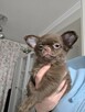 Chihuahua czekoladowa sunia - 5