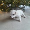 Szczeniak Bichon Frise - 4