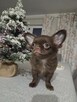 Chihuahua czekoladowa sunia - 4