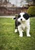 Border Collie piesek Bruno - 4