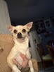 Piesek suczka chihuahua Maltańczyk