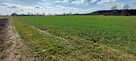 Działka rolno-budowlana Cichów gm. Brudzew - 2
