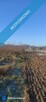 JUSZOWICE gmina Rudna KLIMATYCZNA DZIAŁKA z MPZP - 2