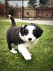 Border Collie piesek Bruno - 2