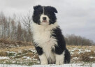 Rasowa Suczka BORDER COLLIE z Hodowli - Szczenię z pełną dok - 3