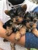 Yorkshire Terrier - 2