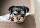 Yorkshire Terrier - 3