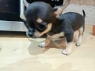 Przepiękna Maleńka Unikatowa Chihuahua