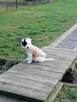 Fred - uroczy szczeniak czeka na odpowiedzilane domy/adopcja - 3