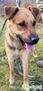 CZARUŚ - kochany psiak porzucony jak zbędna rzecz, ADOPTUJ - 2