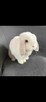 mini lop - 7