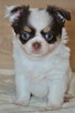 CHIHUAHUA PIĘKNE SZCZENIĘTA - 6