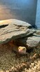 Gekony wraz z terrarium - 2