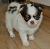 CHIHUAHUA PIĘKNE SZCZENIĘTA - 2