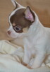 CHIHUAHUA PIĘKNE SZCZENIĘTA - 7