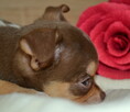 CHIHUAHUA PIĘKNE SZCZENIĘTA - 14