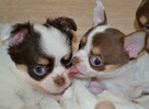 CHIHUAHUA PIĘKNE SZCZENIĘTA - 13