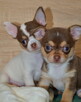 CHIHUAHUA PIĘKNE SZCZENIĘTA - 12