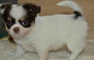 CHIHUAHUA PIĘKNE SZCZENIĘTA - 5