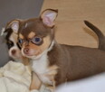 CHIHUAHUA PIĘKNE SZCZENIĘTA - 11
