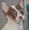 CHIHUAHUA PIĘKNE SZCZENIĘTA - 8