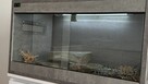 Gekony wraz z terrarium - 5